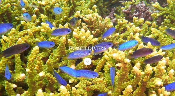 イワシダイバーズ クラブハウス